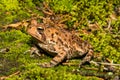 A close up of an American Toad Royalty Free Stock Photo
