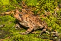 A close up of an American Toad