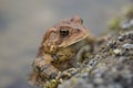 Close-up of American Toad in Spring Royalty Free Stock Photo