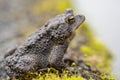 Close-up of American Toad in Springtime Royalty Free Stock Photo