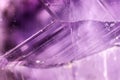 Close up of Amethyst Quartz crystal purple