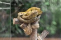 Close-up of Amethystine python curled up on a log. Royalty Free Stock Photo