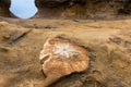 Close-Up of an ammonite fossil in orange sand stone during day time Royalty Free Stock Photo