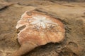 Close-Up of an ammonite fossil in orange sand stone during day time Royalty Free Stock Photo