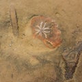 Close-Up of an ammonite fossil in orange sand stone during day time Royalty Free Stock Photo