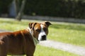 close up of amstaff dog in sunny day Royalty Free Stock Photo