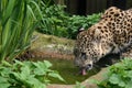 Close up of a Amur Leopard, drinking water