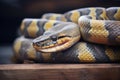 close-up of anaconda scales gripping wood