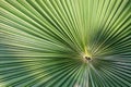 Close up of a anahaw palm leaf Royalty Free Stock Photo