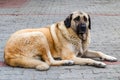Close up of Anatolian Shepherd or Kangal Shepherd dog Royalty Free Stock Photo