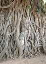 ancient buddha head statue with growing tree roots around at Wat Phra Mahathat temple at Ayutthaya, Thailand, world heritage Royalty Free Stock Photo