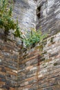 Close-up of ancient building exterior walls and plants in a Chinese style garden Royalty Free Stock Photo