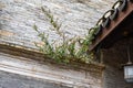 Close-up of ancient building exterior walls and plants in a Chinese style garden Royalty Free Stock Photo