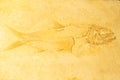 Close-up of an ancient fossilized ray-finned fish. Background, texture