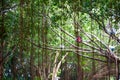 Close-up of an ancient huge banyan tree Royalty Free Stock Photo