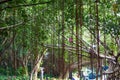 Close-up of an ancient huge banyan tree Royalty Free Stock Photo