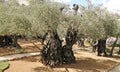 Ancient olive-tree in Garden of Gethsemane in Jerusalem Royalty Free Stock Photo