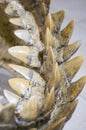 Close up of an ancient shark vertebral column. Museum exhibit. Zoology Museum.
