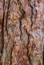 Ancient Tree Texture