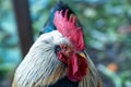 Close-up of Andalusian breed rooster with all the details of the crest, beak and eyes looking down