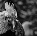 Close-up of Andalusian breed rooster with all the details of the crest, beak and eyes looking towards the viewer in black and