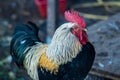 Close-up of Andalusian breed rooster with all the details of the crest, beak, plumage and eyes looking down