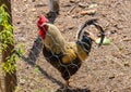 Close-up of Andalusian breed rooster behind the chicken coop fence with all the details of the crest, beak, plumage and eyes