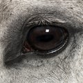 Close-up of an Andalusian eye, 7 years old, also known as the Pure Spanish Horse