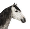 Close-up of an Andalusian head, 7 years old, also known as the Pure Spanish Horse or PRE Royalty Free Stock Photo