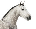 Close-up of an Andalusian head, 7 years old, also known as the Pure Spanish Horse or PRE