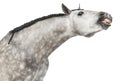 Close-up of an Andalusian head, 7 years old, making a face, stretching its neck, also known as the Pure Spanish Horse or PRE