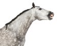 Close-up of an Andalusian head, 7 years old, making a face, stretching its neck, also known as the Pure Spanish Horse or PRE