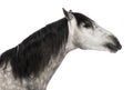 Close-up of an Andalusian head, 7 years old, outstretched, also known as the Pure Spanish Horse or PRE Royalty Free Stock Photo