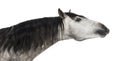 Close-up of an Andalusian head, 7 years old, stretching its neck, also known as the Pure Spanish Horse or PRE