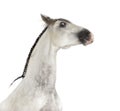 Close-up of an Andalusian horse