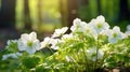 Close-up of anemone flowers in the forest, background Royalty Free Stock Photo