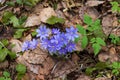 A close-up of Anemone hepatica flowers liverwort, kidneywort or pennywort