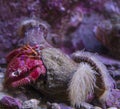 Close-up of an Anemone Hermit Crab Royalty Free Stock Photo