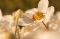 Japanese Anemone hupehensis Royalty Free Stock Photo