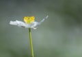 Anemone Nemorosa on smooth green background