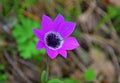 Anemone pavonina , Peacock windflower natural flower in green nature Royalty Free Stock Photo