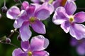 Anemone Pink Saucer flower five pink petals with yellow center