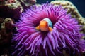 close-up of anemonefish nestled in colorful sea anemone Royalty Free Stock Photo
