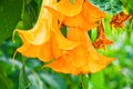 Close-up of Angel`s trumpets Brugmansia suaveolens or Orange brugmansia flower or Datura Royalty Free Stock Photo