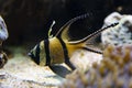 Close up angelfish in an aquarium, fresh water fish swimming