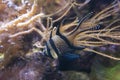 Close up angelfish in an aquarium, fresh water fish swimming