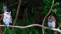 Close up angle three owls on a tree branch Royalty Free Stock Photo