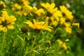 Close up angle view of yellow daises on a hillside