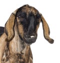 Close-up of an Anglo-Nubian goat with a distorted jaw against white background