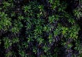 Close-up of Anglojap yew Taxus media Hillii evergreen bush in the garden. Green small branches of yew tree Royalty Free Stock Photo